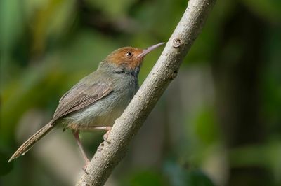 Olive-backed Tailorbird - Roodwangsnijdervogel - Couturière à dos vert