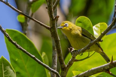 Sangkar White-eye - Soendabrilvogel - Zostérops de la Sonde