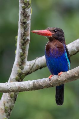 Javan Kingfisher - Javaanse IJsvogel - Martin-chasseur de Java