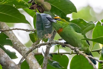 Flame-fronted Barbet - Blauwkapbaardvogel - Barbu souci-col