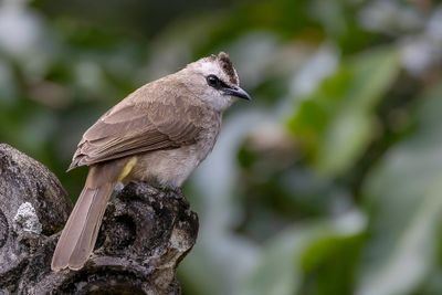 Yellow-vented Bulbul - Wenkbrauwbuulbuul - Bulbul goiavier