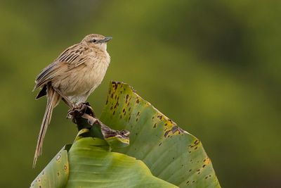 Striated Grassbird - Gestreepte Grasvogel - Mégalure des marais