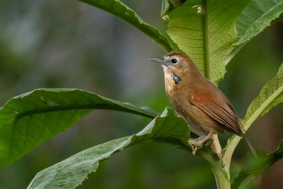Crescent-chested Babbler - Parelwangboomtimalia - Timalie perlée