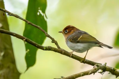 Sunda Warbler - Soendaboszanger - Pouillot de la Sonde