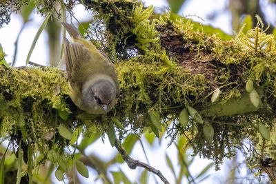 Mees's White-eye - Mees' Bergbrilvogel - Zostérops javanais
