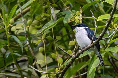 Black-winged Flycatcher-shrike - Zwartvleugeldwergtriller - Échenilleur véloce