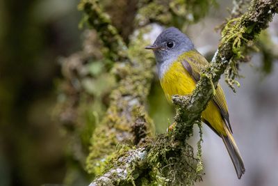 Grey-headed Canary-flycatcher - Grijskopvliegenvanger - Gobemouche à tête grise