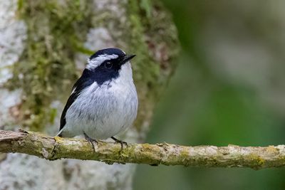 Little Pied Flycatcher - Ekstervliegenvanger - Gobemouche pie (m)