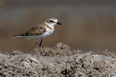 Javan Plover - Javaanse Strandplevier - Gravelot de Java