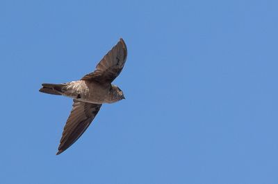 Edible-nest Swiftlet - Eetbaar-nestsalangaan - Salangane à nid blanc