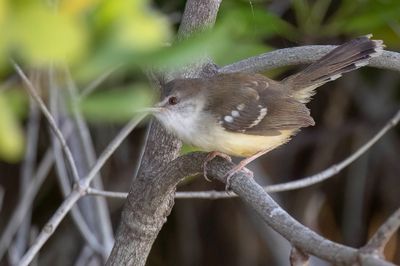 Bar-winged Prinia - Javaanse Prinia - Prinia bifasciée