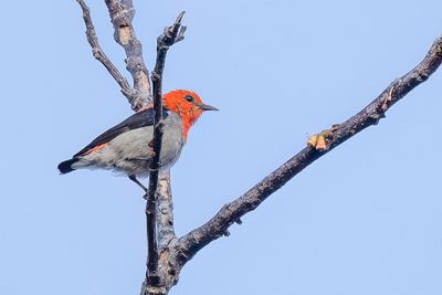 Scarlet-headed Flowerpecker - Roodkophoningvogel - Roodkophoningvogel (m)