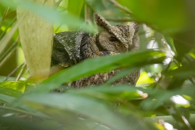 Sunda Scops Owl - Soendadwergooruil - Petit-duc de Horsfield