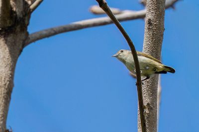 Plain Flowerpecker - Groengrijze Honingvogel - Dicée olivâtre