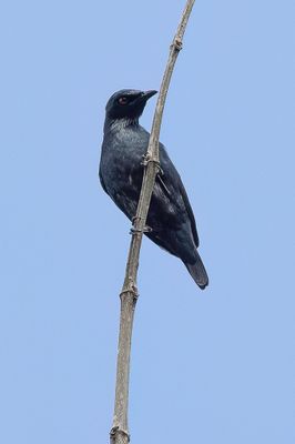 Short-tailed Starling - Kleine Purperspreeuw - Stourne à queue courte