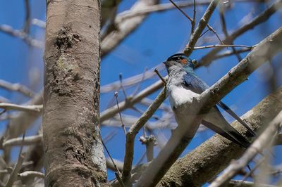 Grey-rumped Treeswift - Gekuifde Boomgierzwaluw - Hémiprocné longipenne