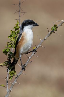Long-tailed Shrike - Langstaartklauwier - Pie-grièche schach