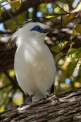 Bali Myna - Balispreeuw - Étourneau de Rothschild