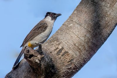 Sooty-headed Bulbul - Roetkopbuulbuul - Bulbul cul-d'or