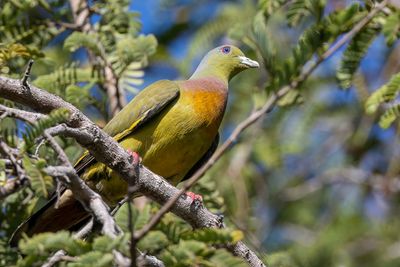Orange-breasted Green Pigeon - Oranjeborstpapegaaiduif - Colombar à double collier (m)