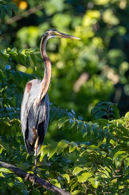 Purple Heron - Purperreiger - Héron pourpré