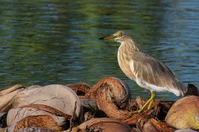 Javan Pond Heron - Javaanse Ralreiger - Crabier malais