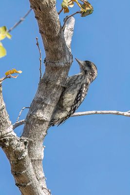 Sunda Pygmy Woodpecker - Bruinkapspecht - Pic nain