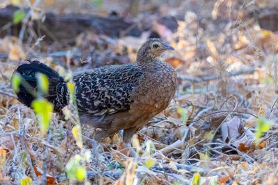Green Junglefowl - Vorkstaarthoen - Coq de Java (f)