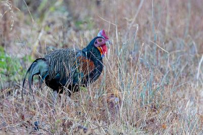 Green Junglefowl - Vorkstaarthoen - Coq de Java (m)