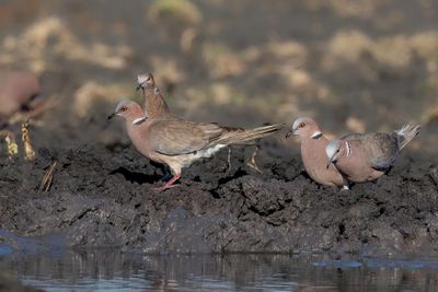 Sunda Collared Dove - Javaanse Tortel - Tourterelle à double collier