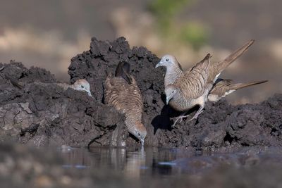 Zebra Dove - Zebraduif - Géopélie zébrée