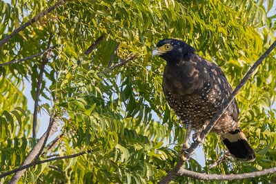 Crested Serpent Eagle - Indische Slangenarend - Serpentaire bacha