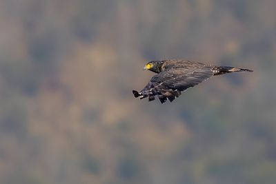 Crested Serpent Eagle - Indische Slangenarend - Serpentaire bacha