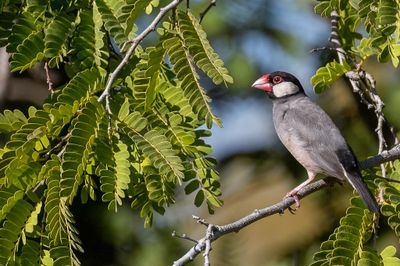 Java Sparrow - Rijstvogel - Padda de Java (m)