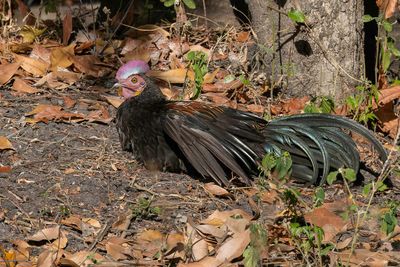 Green Junglefowl - Vorkstaarthoen - Coq de Java (m)