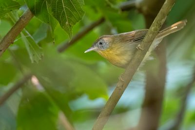 Grey-cheeked Tit-Babbler - Grijsnektimalia - Timalie à face grise