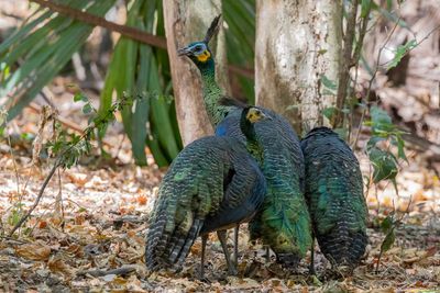 Green Peafowl - Groene Pauw - Paon spicifère (f)
