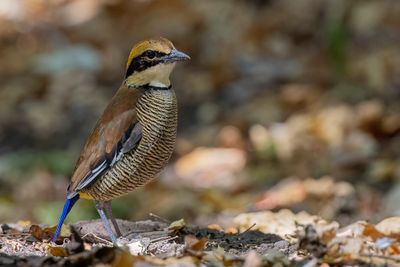 Javan Banded Pitta - Javaanse Blauwstaartpitta - Brève azurine (f)
