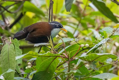 Javan Scimitar Babbler - Javaanse Kruiplijster - Pomatorhin à dos marron