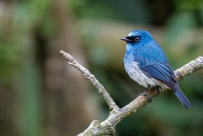 Indigo Flycatcher - Indigovliegenvanger - Gobemouche indigo