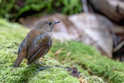 Lesser Shortwing - Kleine Kortvleugel - Petite Brachyptère (imm m)