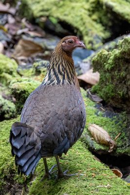 Red Junglefowl - Bankivahoen - Coq bankiva (f)