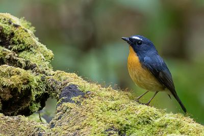 Snowy-browed Flycatcher - Witbrauwvliegenvanger - Gobemouche givré (m)