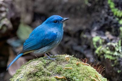 Pale Blue Flycatcher - Azuurniltava - Gobemouche bleuâtre (m)