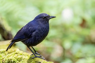 Javan Whistling Thrush - Javaanse Fluitlijster - Arrenga bleuet