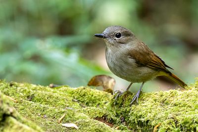 Pale Blue Flycatcher - Azuurniltava - Gobemouche bleuâtre (f)