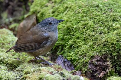 Horsfield's Babbler - Horsfields Muistimalia - Akalat de Horsfield