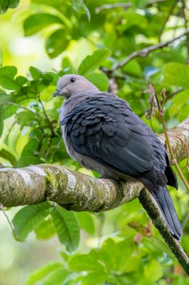 Dark-backed Imperial Pigeon - Javaanse Muskaatduif - Carpophage mantelé