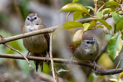 Crescent-chested Babbler - Parelwangboomtimalia - Timalie perlée