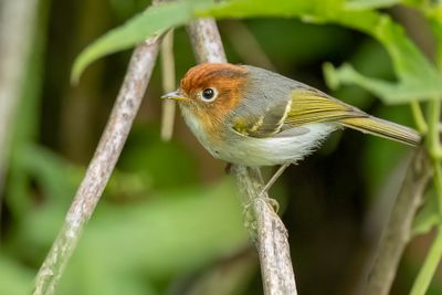 Sunda Warbler - Soendaboszanger - Pouillot de la Sonde